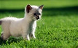 cute kitty in some grass! wow!